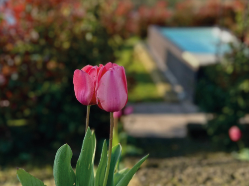 8 marzo: Festa della Donna!